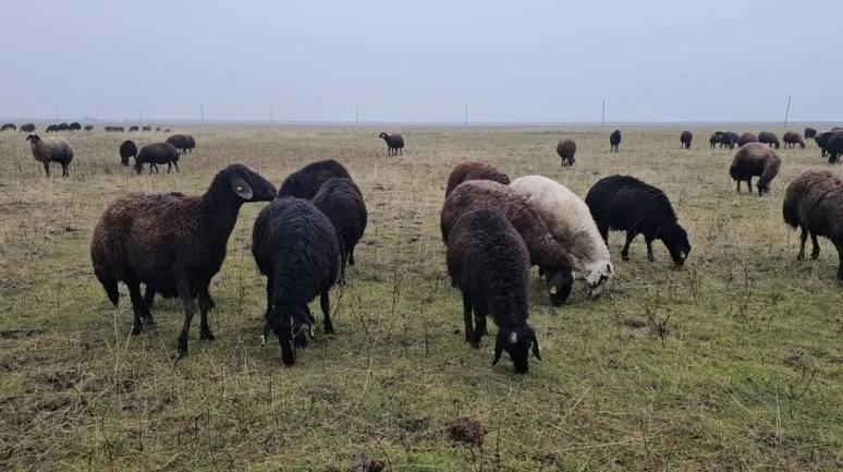 Muş'un Hasköy ilçesinde hava sıcaklığının mevsim normallerinin üzerinde seyretmesi besicileri sevindirdi
