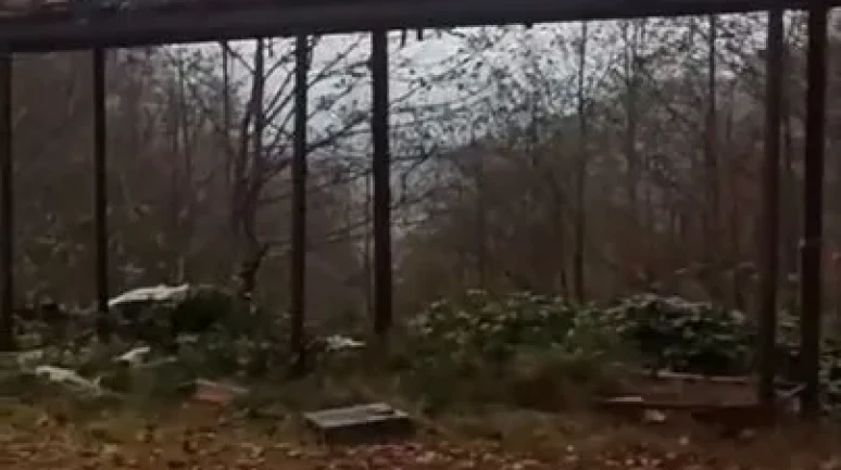 Rize’de ayıların kovanlara saldırısına demir profilli tezgah da çare olmadı