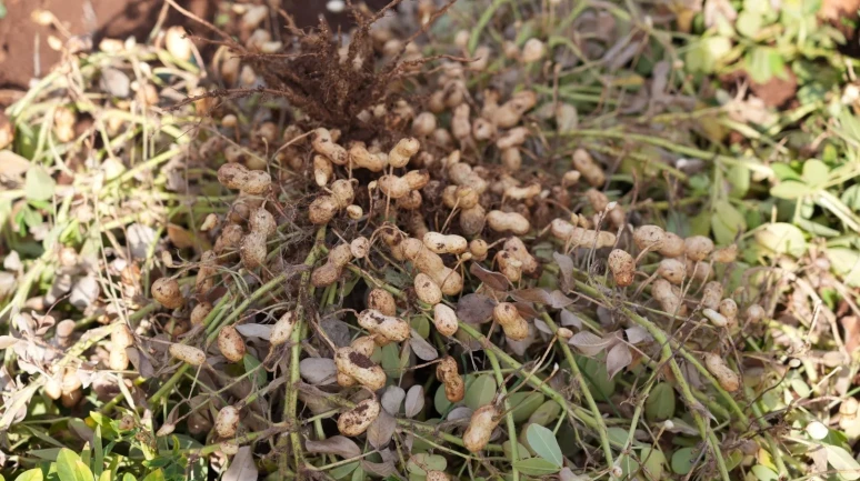 Adıyaman'da yer fıstığı hasadı ve sera çalışmaları başarıyla tamamlandı