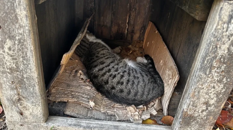 Amasya'da şehrin göbeğinde köpek ve çok sayıda kedi ölü bulundu