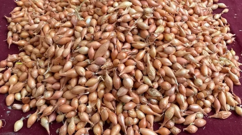 Manisa'da soğan üreticilerine dikim için ideal zamanın geldiği uyarısı yapıldı