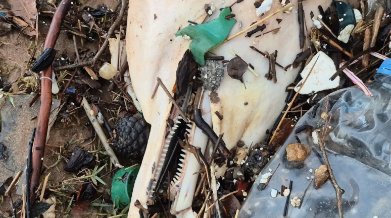 Bartın'da dev dalgalarla ölü yunus balığı kalıntıları sahile vurdu