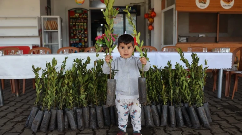 Ula'da üreticilere 31 bin defne fidanı dağıtıldı