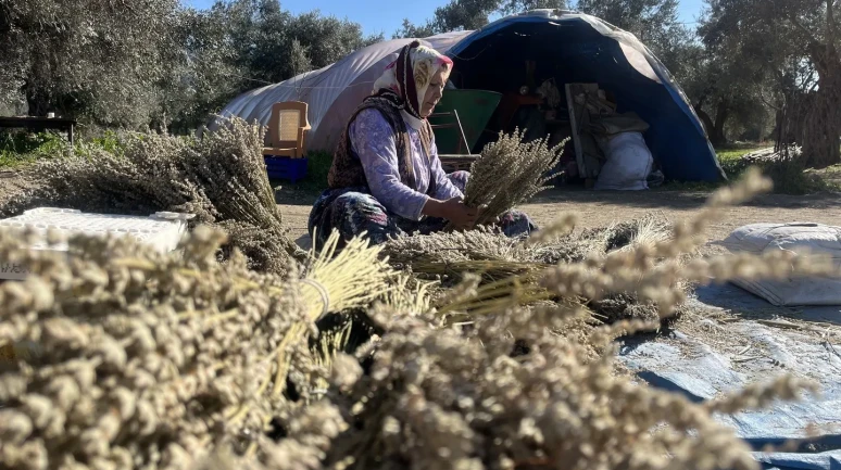 Bayındır’da nergis ve kuru çiçek festivali başlıyor