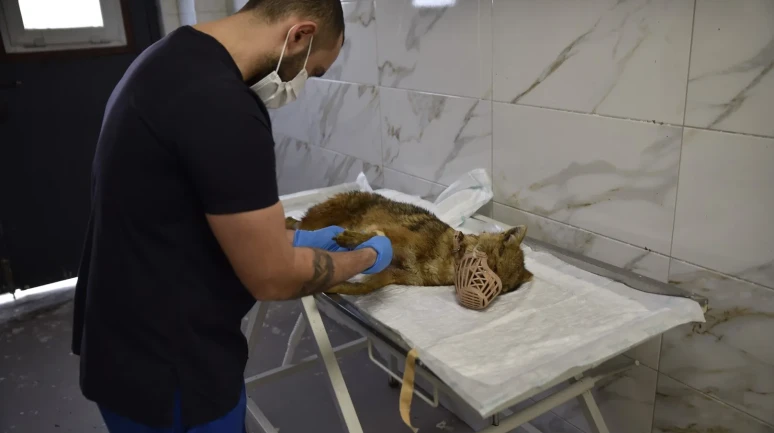 Samsun’da ölümcül virüse yakalanan çakal tedavi ediliyor