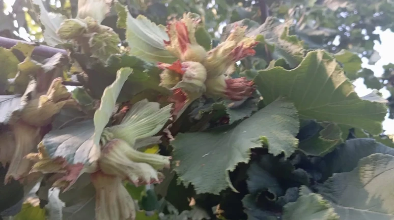 Bursa'da Uludağ eteklerinde üretilen fındığa destek bekleniyor