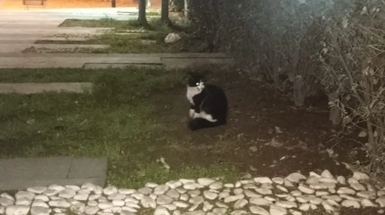 Salihli’de okul çatısında mahsur kalan kedi itfaiye ekipleri tarafından kurtarıldı