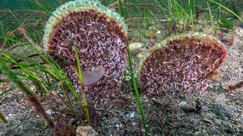 Prof. Dr. Mustafa Sarı Marmara Denizi'ni korumak için belediye başkanlarını keşif dalışına çağırdı