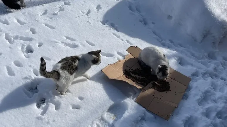 Bünyan Belediyesi sokak hayvanları için mama dağıtımı yaptı