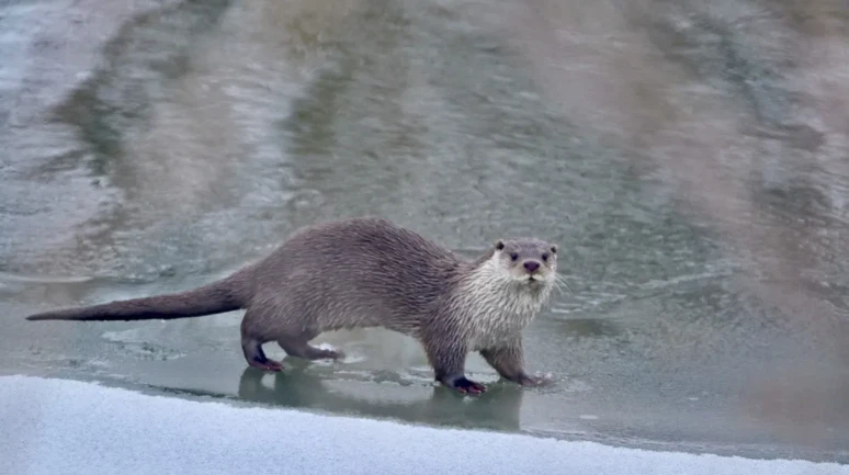 Muş'ta buz tutan Karasu Nehri'nde nadir su samuru görüntülendi