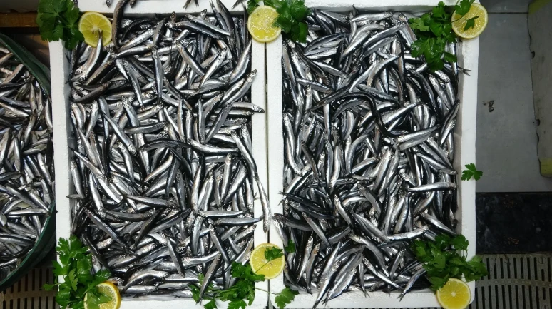 Türkiye’nin hamsi ihracatında Avrupa ülkeleri ilk sırada