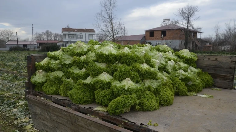 Bafra Ovası'nda marul üretimi düşük fiyatlar nedeniyle üreticiyi zorluyor