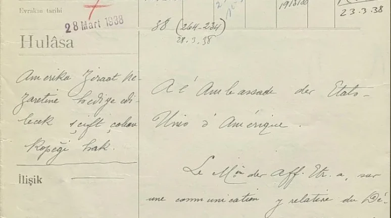 Erzurum'dan ABD'ye gönderilen çoban köpekleri Karabaş ve Fındık'ın hikayesi