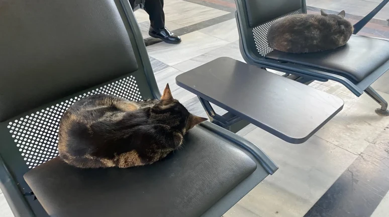 Eskişehir Tren İstasyonu’nda sokak kedileri soğuktan ısınmak için içeriye sığındı