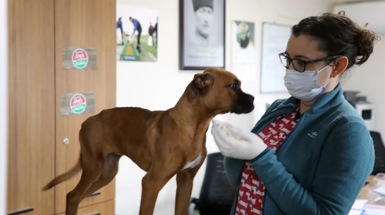 Muğla'da 4 bin 34 sahipsiz hayvan yeni yuvalarına kavuştu