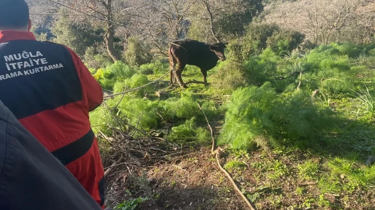 Muğla’nın Bodrum ilçesinde kuyuya düşen buzağı itfaiye tarafından kurtarıldı