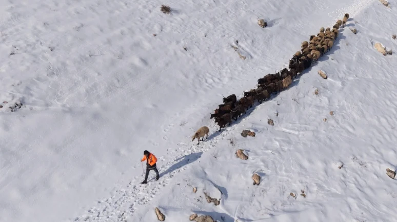 Mardin'de besicilerin zorlu kar mesaisi sürüler beyaz örtüde yol alıyor