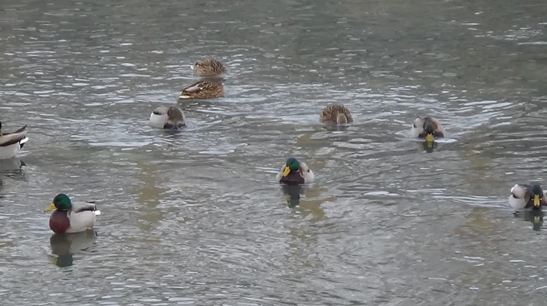 Kars'ta aşırı soğuklar nedeniyle yeşilbaş ördekler şehir merkezine indi